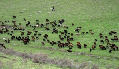 Tacikistan’da Hisar Koyunları: Kârlı ve Dayanıklı Bir Besi Hayvanı